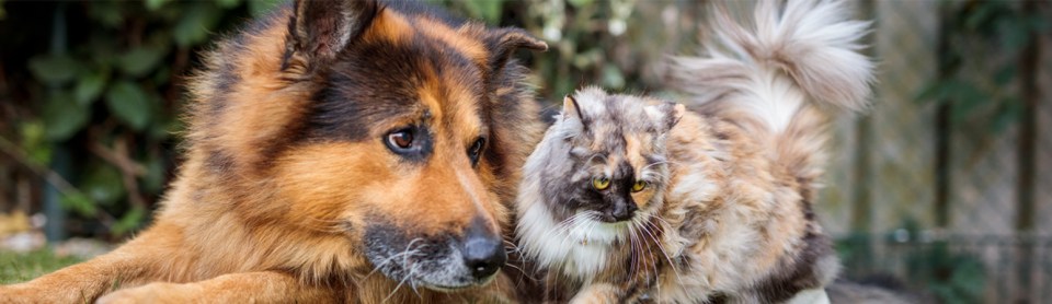 German Shepard dog playing with a long-haired cat